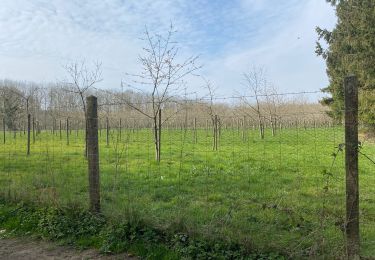 Tour Wandern Gerpinnes - Les jonquilles  - Photo