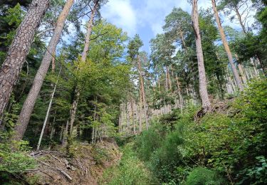 Trail Walking Saulcy-sur-Meurthe - r roche d'annozel - Photo