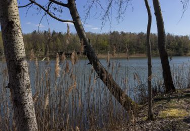 Randonnée A pied Malschwitz - Malešecy - Naturerlebnispfad „Guttauer Teiche & Olbasee