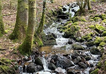 Trail Walking Le Tholy - Les 2 cascades du Tendon (grand tour) - Photo