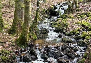 Excursión Senderismo Le Tholy - Les 2 cascades du Tendon (grand tour) - Photo