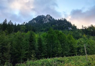 Randonnée A pied Schwangau - Naturpfad Ahornreitweg - Photo