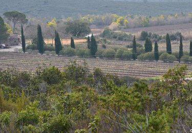 Tocht Stappen Puget-sur-Argens - Puget-sur-Argens - Les Terres Gastes - Photo