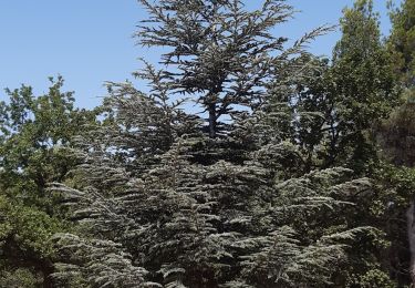 Tocht Stappen Rasteau - Boucle autour de Rasteau - Photo