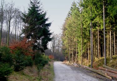 Tocht Te voet Oerlinghausen - Rundwanderweg Oerlinghausen A4 - Photo