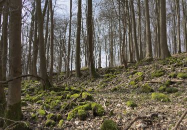 Tour Zu Fuß Eiterfeld - Rundweg 4, Stallberg - Photo