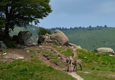 Tour Zu Fuß Gravellona Toce - IT-VN1 - Photo