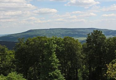 Percorso A piedi Gutsbezirk Kaufunger Wald - Kaufunger Wald, Rundweg 11 - Steinberg - Photo