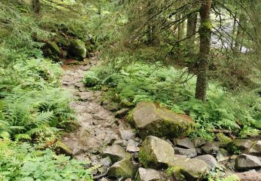 Trail Walking Soultzeren - lac vert, lac du forlet - Photo