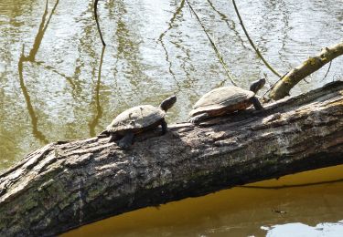 Tour Wandern Manage - Balade dans le Bois de Scailmont - Manage - Photo