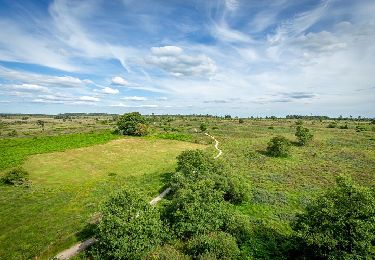 Trail On foot Spa - SPA 11 - Petite Boucle de Malchamps 🟨 - Photo
