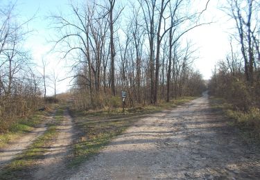 Percorso A piedi Isaszeg - Z+ (Isaszeg, körforgalom - Honvédsírok) - Photo