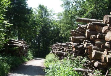 Randonnée A pied Stallikon - Näferhüser - Müliberg - Photo