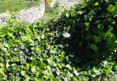 Tour Wandern Auxey-Duresses - Auxey-Duresses - Photo