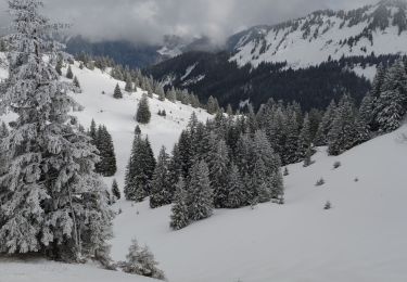 Trail Touring skiing Mieussy - chavan - Photo