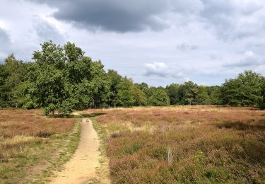 Tour Zu Fuß Nijlen - Vogelzangpad - Photo