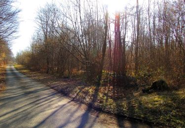 Tocht Te voet Vieux-Moulin - en forêt de Compiègne_23_la Grotte des Ramoneurs_le Mont Berny - Photo