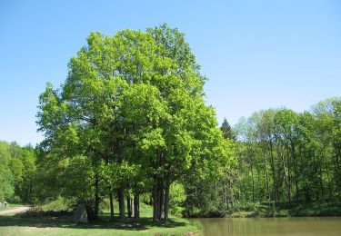 Excursión A pie Königsberg in Bayern - Historischer Rundwanderweg Königsberg - Photo