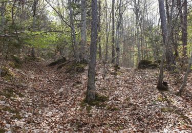 Tocht Stappen Furmeyer - Lachau - Chazal - Photo