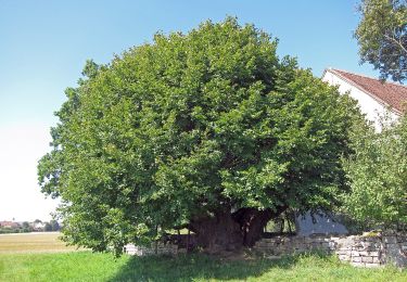 Randonnée A pied Bieberehren - Kulturweg Bieberehren 1 - Photo