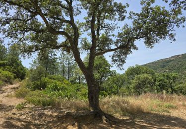 Excursión Bici de montaña Hyères - vélo  - Photo