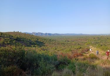 Trail Walking Roquebrune-sur-Argens - l'olivier  - Photo