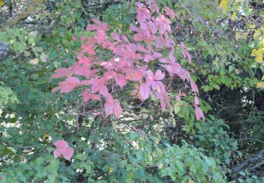 Trail Walking L'Isle-sur-la-Sorgue - Boucle de Saint Antoine, par le canal, le Serre et le Mas - Photo