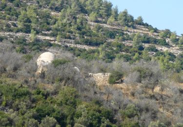 Trail On foot Mate Yehuda Regional Council - Har Pitulim - Photo