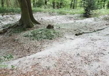 Tocht Te voet Wachtendonk - Wankumer Heide Rundweg A13 - Photo