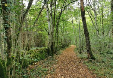 Randonnée V.T.T. Voisines - Hte-Marne à VTT : pays des sources - Photo