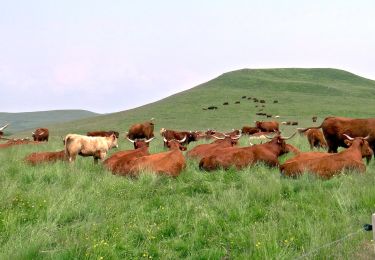 Tour Wandern La Godivelle - Godivelle_Brion_Jassy - Photo