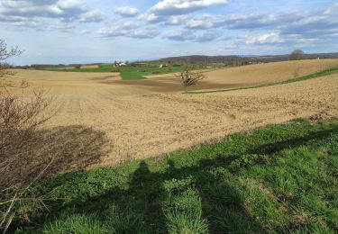 Trail Walking Hochstatt - Hochstat  - Photo