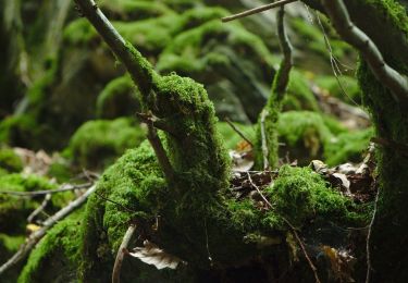 Percorso A piedi Heidenrod - Wispertaunussteig - Photo