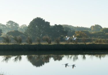 Trail Walking Theix-Noyalo - Marais de Noyalo - Photo