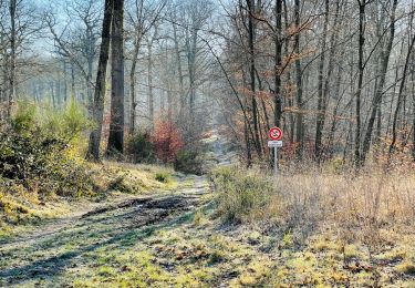 Excursión Senderismo Compiègne - en forêt de Compiègne_47_autour des Beaux Monts - Photo