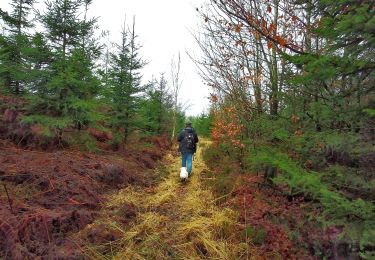 Excursión Senderismo Gedinne - Balade à la Croix-Scaille - Les Fanges de l'Abîme - Photo