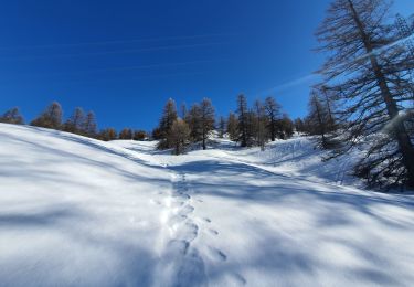 Randonnée Raquettes à neige Vars - Sur les pentes ouest de Peynier  - Photo