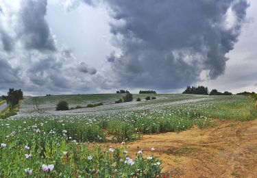 Excursión A pie Konice - [Z] Runářov - Konice - Photo