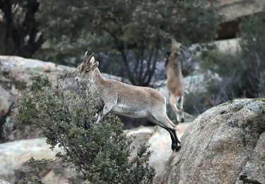 Randonnée A pied Manzanares el Real - [RV 22] Garganta de la Camorza - Photo