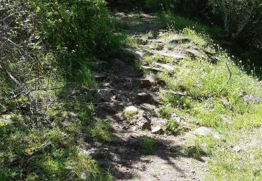 Trail Walking Murol - AUTOUR DU LAC CHAMBON  - Photo