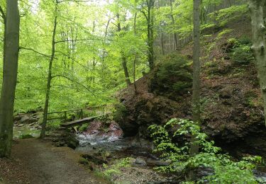 Trail Walking Jalhay - Sawe-Statte - Photo