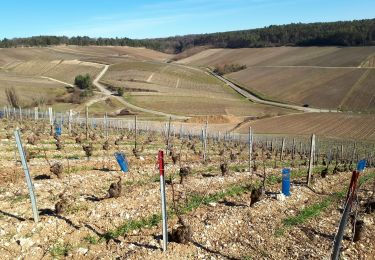 Randonnée Marche Celles-sur-Ource - Les hauts de Celles sur Ource et Neuville sur Seine - Photo