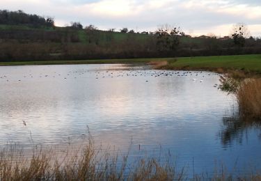 Percorso Marcia Pont-à-Mousson - les etangs Muller - Photo