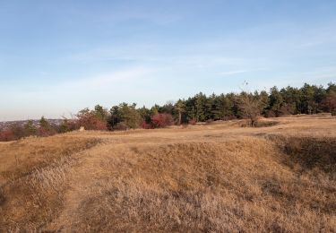 Tour Zu Fuß Jassy - Trail 1(Repedea-Poiana Rotunda-Slobozia-Barnova) - Photo