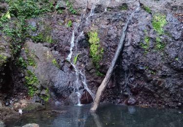 Trail Walking Bouillante - Cascade rivière Espérance - Photo