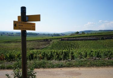 Tour Zu Fuß Beaune - Premiers Crus de Beaune - Photo