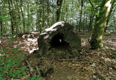 Excursión Senderismo Martelange - Le Bois de la Nasse - Photo