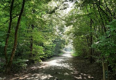 Trail Walking Sint-Genesius-Rode - Soignes Brassine belle balade de 6 km - Photo