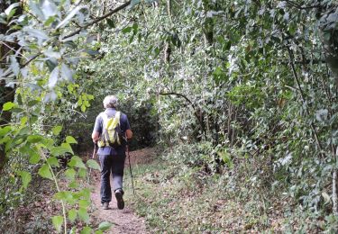 Tour Wandern Halsou - HALSOU fontaine d'arraia Bizkar Handi 