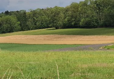 Trail Walking Tinlot - boucle dans les campagnes et bois de Ramelot - Photo
